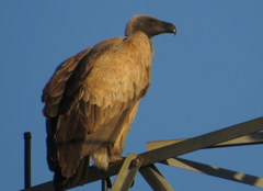 Gyps africanus
