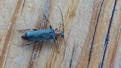 Phymatodes lividus