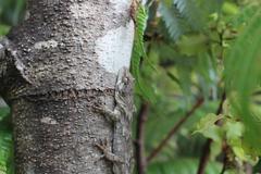 Mokopirirakau granulatus