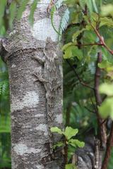 Mokopirirakau granulatus