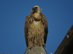 Gyps africanus