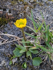 Ranunculus sulphureus, photograph author not stated, no rights reserved