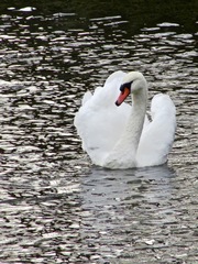 Cygnus olor