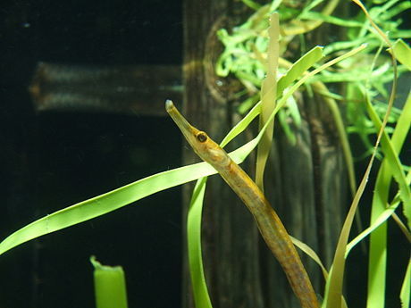 Kelp Pipefish