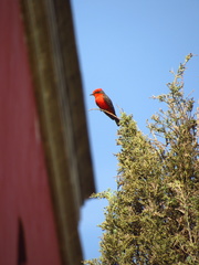 Pyrocephalus rubinus