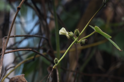 Lepistemon binectarifer observed 2026-02-22