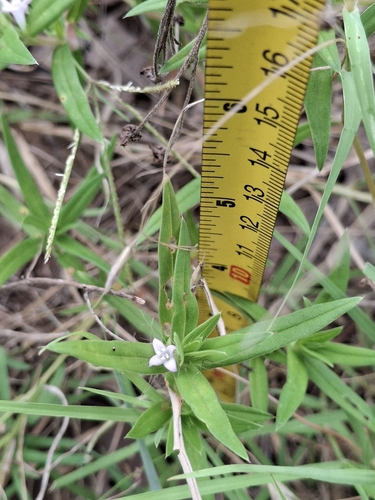 rough buttonweed