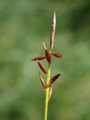 Carex pulicaris, photograph 6