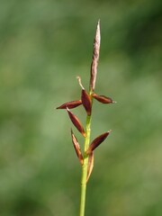 Carex pulicaris, photograph (c) Milan Chytrý, some rights reserved (CC BY)