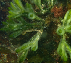 Hippocampus breviceps