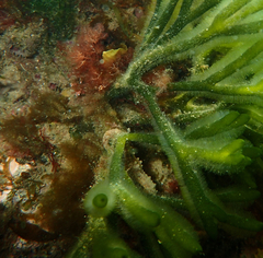 Hippocampus breviceps