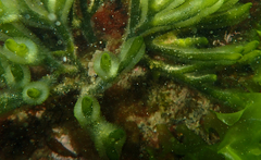 Hippocampus breviceps