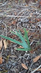 Gladiolus ochroleucus