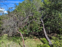 Arctostaphylos regismontana