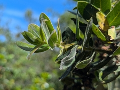 Arctostaphylos regismontana, photograph (c) Alexander Wentworth, some rights reserved (CC BY)