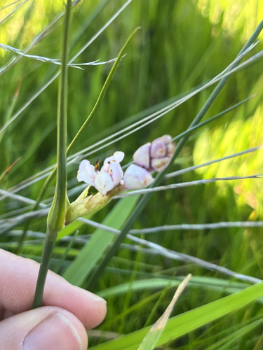 Wurmbea stricta, photograph 5