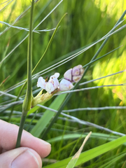 Wurmbea stricta, photograph (c) André Deschodt, some rights reserved (CC BY)