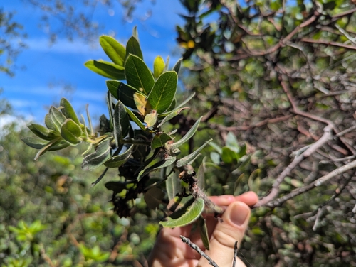 Arctostaphylos regismontana, photograph 2