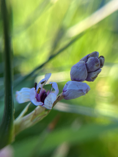 Wurmbea stricta, photograph 6