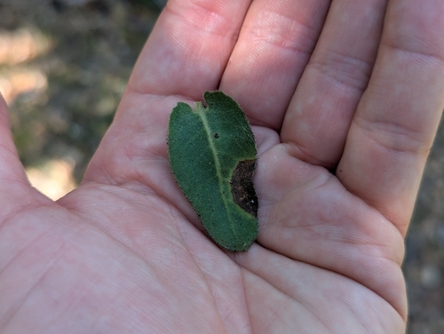Arctostaphylos regismontana, photograph 5