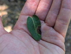 Arctostaphylos regismontana, photograph (c) Alexander Wentworth, some rights reserved (CC BY)