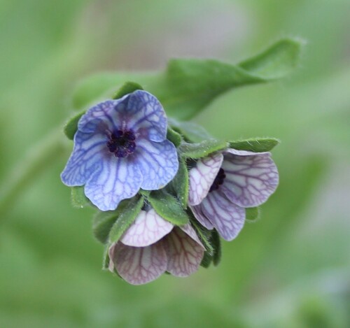 Cynoglossum creticum, photograph 6