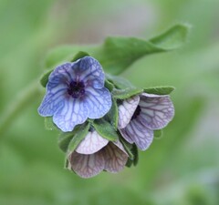 Cynoglossum creticum, photograph (c) Lídia Carrera, some rights reserved (CC BY)