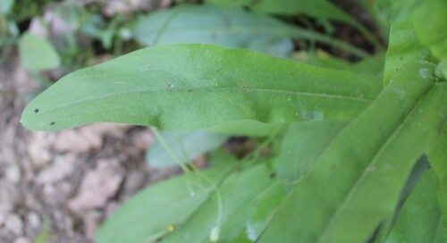 Cynoglossum creticum, photograph 5