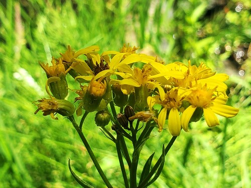 iNaturalist observation photo of Arrowleaf Senecio