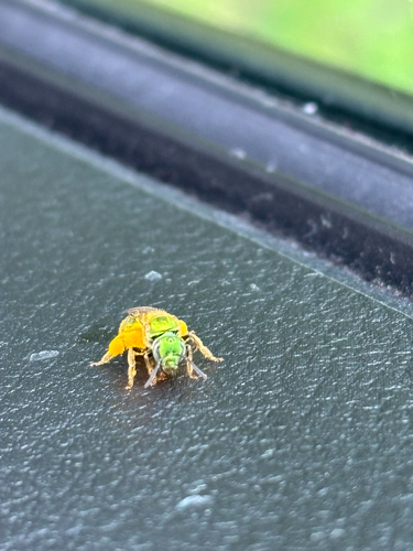 iNaturalist observation photo of Striped Sweat Bees