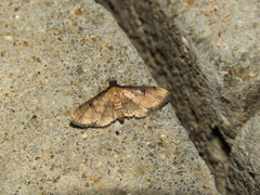 Nacoleia charesalis