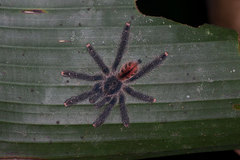 Avicularia