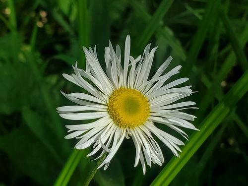 iNaturalist observation photo of Coulter's fleabane