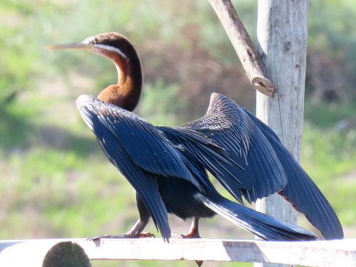 iNaturalist image