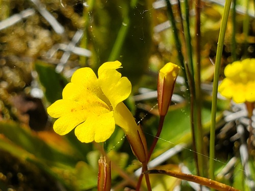 iNaturalist observation photo of primrose monkeyflower