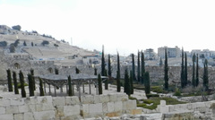 Cupressus sempervirens