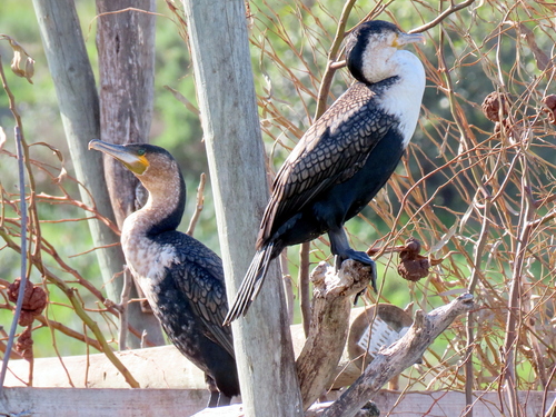 iNaturalist image