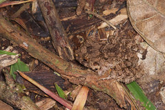 Oreobates quixensis