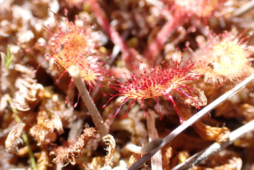 iNaturalist observation photo of round-leaved sundew