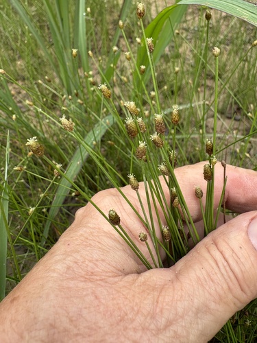 Eleocharis obtusa, photograph 3