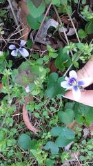 Viola sororia