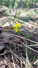 Draba sibirica
