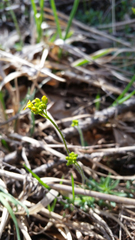 Draba sibirica