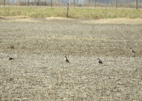 Chocolate-vented Tyrant (Neoxolmis rufiventris), photo 8