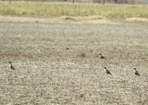 Chocolate-vented Tyrant (Neoxolmis rufiventris), photo 7