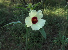 Hibiscus cannabinus