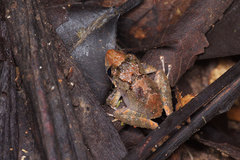 Pristimantis croceoinguinis