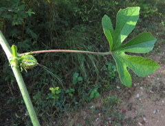 Hibiscus cannabinus