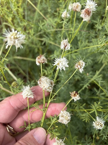 Dalea multiflora