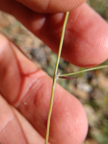Image of tumble lovegrass by (c) Cleveland Powell, some rights reserved (CC BY)